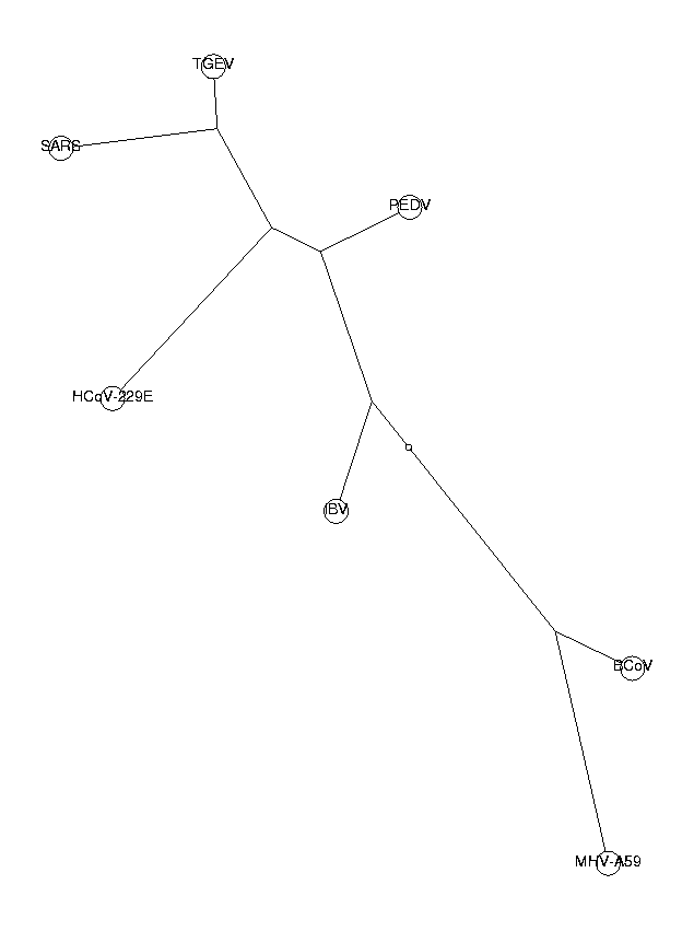 Phylogenetic tree of coronaviruses. dinuc.