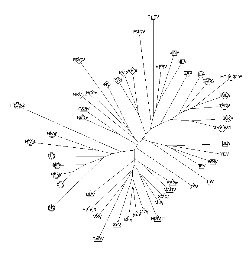Phylogenetic tree of viruses. tetranuc.