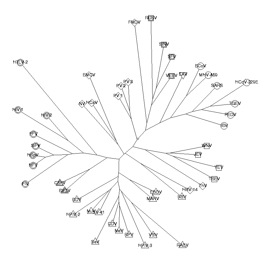 Phylogenetic tree of viruses. trinuc.